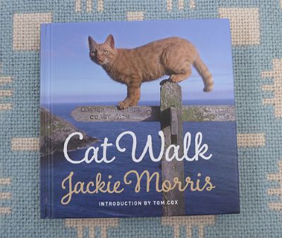 Show details for Cat Walk Picture of Cat Walk