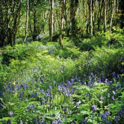 Show details for Bluebells in the Solva Valley Picture of Bluebells in the Solva Valley